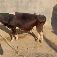 گاو و گوساله هلشتاین|حیوانات مزرعه|مسجد سلیمان, |دیوار