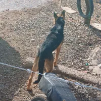 سگ ژرمن اصل|سگ|اردبیل, |دیوار