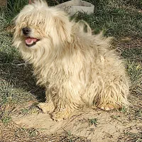 فروش سه عدد پاکوتاه  .واسه همه چیز عالی