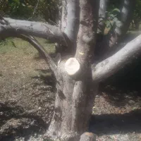 سلام خرید انواع  چوب