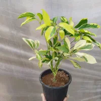 گل شفلرا ابلق و طلایی