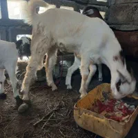 نری چاق سرحال در خانه ای قیمت ۱۲تومان