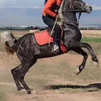 کره نریان عرب