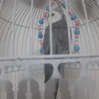 عروس هلندی گمشده