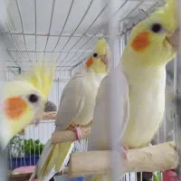 عروس هلندی لوتینو|پرنده|ساری, |دیوار