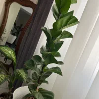 گل فیکوس لیراتا