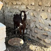 فروش دو بز|حیوانات مزرعه|بردخون, |دیوار