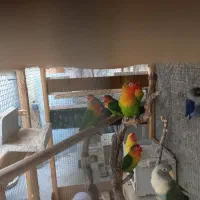 عروس و طوطی|پرنده|کازرون, |دیوار