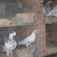 فروشی|پرنده|بندر ترکمن, |دیوار