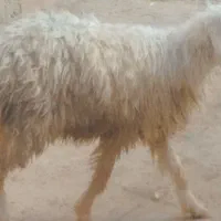 استان خوزستان شهرستان کرخه بنادرخیابان امام زمان