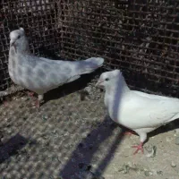 کبوتر|پرنده|بم, |دیوار