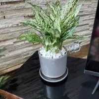 آگلونمابرفی پرپشت وسرحال+گلدان سفالی+ارسال رایگان