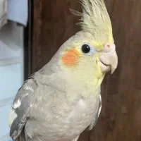 عروس هلندی نر شیش ماه صحبت میکنه