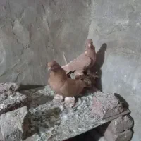 پاپری