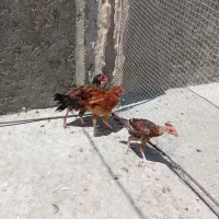 جوجه خروس لاری