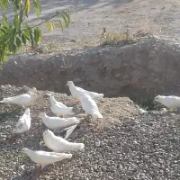 کبوتر|پرنده|سی‌سخت, |دیوار