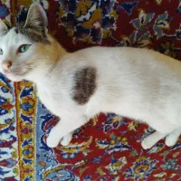 گربه گمشده مژدگانی نفیس|حیوانات|تهران, شهرک غرب|دیوار