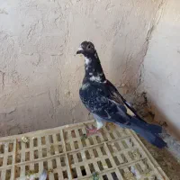 کفتر بوم معاوضه و فروش|پرنده|چناران, |دیوار