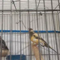 کوتوله مولد وقناری|پرنده|نجف‌آباد, قلعه سفید|دیوار