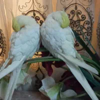 عروس هلندی