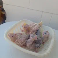 جوجه عروس هلندی ۲۵ روزه ۳۸۰|پرنده|دهلران, |دیوار