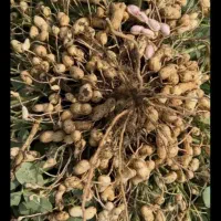 بادام زمینی درجه یک آجیلی|عمدهفروشی|جلفا, |دیوار