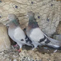 ۱۰ عدد کبوتر دونسته کار درست جفتی ۵ میلیون