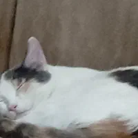 واگذاری گربه خانگی|گربه|علی‌آباد کتول, |دیوار