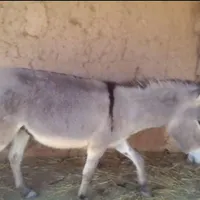 خر گم شده