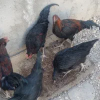 مرغ خروس محلی