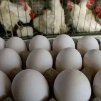 تامین تخم مرغ