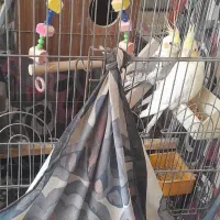 عروس هلندی جفت مولد