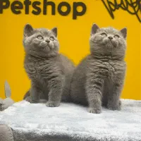 گربه بریتیش بلو کیفیت هیولا