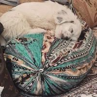 فروش سریع ی توله سگ میکس شیتزو تریر و پامر