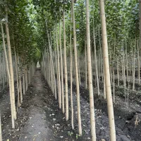 صـنــوبــر طـلای سـبز زمین شما موجودی محدود|خدمات باغبانی و درختکاری|بابل, |دیوار