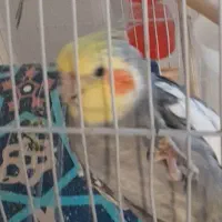 عروس هلندی طوسی بنام تیکو گم شده.8/13 ابان