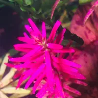 گیاه پلنت|ماهی|تهران, جوانمردان (اندیشه)|دیوار