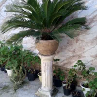 سیکاس با گلدون و پایه گلدون