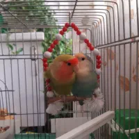 جفت طوطی برزیلی