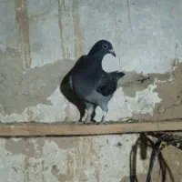 پرنده|پرنده|اردبیل, |دیوار