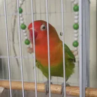 طوطی بریزیلی|پرنده|رشت, دیانتی|دیوار