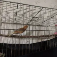 قناری پرتقالی