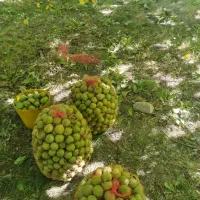 گردو|عمدهفروشی|خمینیشهر, |دیوار