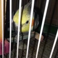 فروش ویژه عروس هلندی نر بالغ طوسی|پرنده|بافق, |دیوار