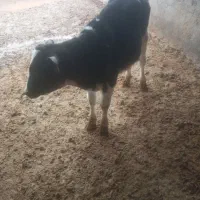 گوساله نر|حیوانات مزرعه|بوئین زهرا, |دیوار