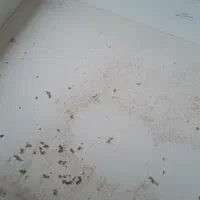 نظافت منزل واحدهای اداری وتجاری|خدمات نظافت|لاهیجان, امیرشهید|دیوار