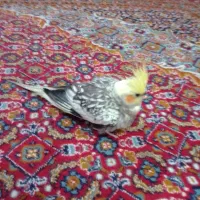 عروس هلندی|پرنده|رشت, دیانتی|دیوار