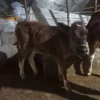 فروش ۳ راس گاو و گوساله|حیوانات مزرعه|گوراب زرمیخ, |دیوار