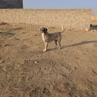 سگ سرابی ماده