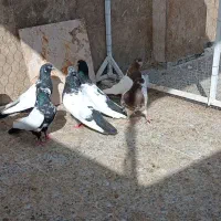 سرته